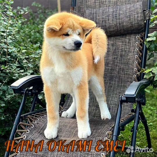Щенки акитаину