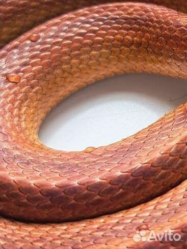 Маисовый полоз самка обмен