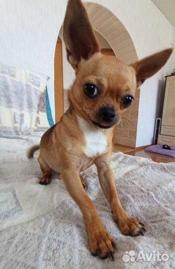 Вязка чихуахуа