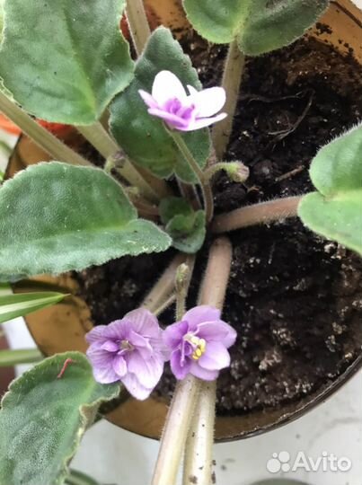 Фиалка Пол баньян