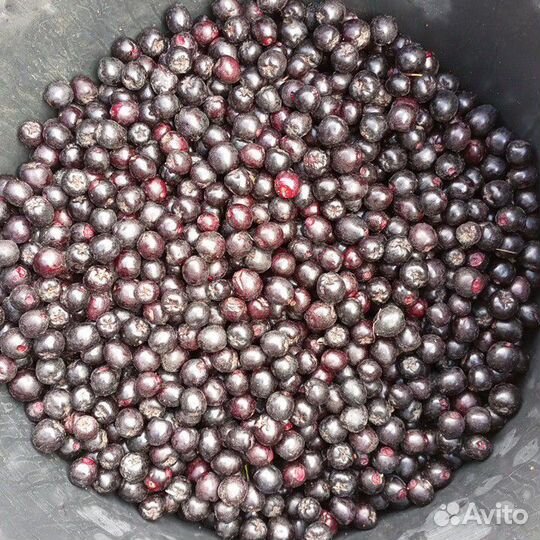 Черноплодка ягода