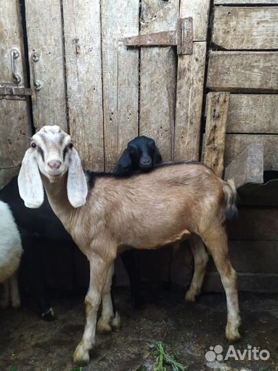 Англо нубийские козы