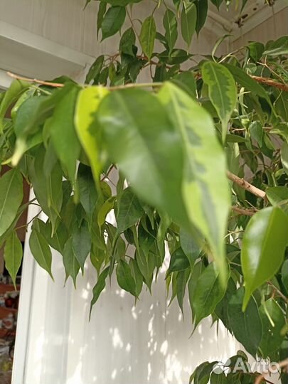 Фикус бенджамина большой