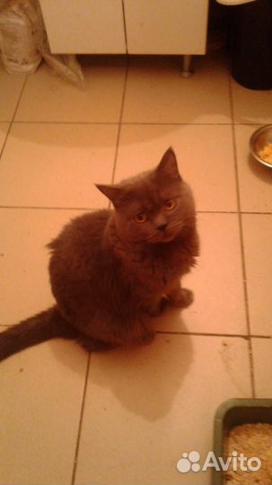 Кот Шотландец-британец