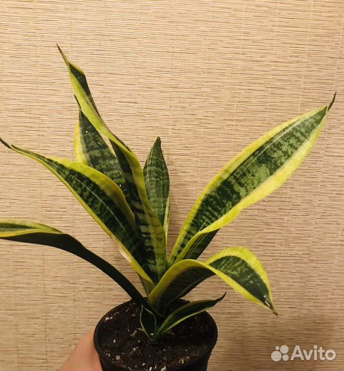 Сансевиерия Лауренти
