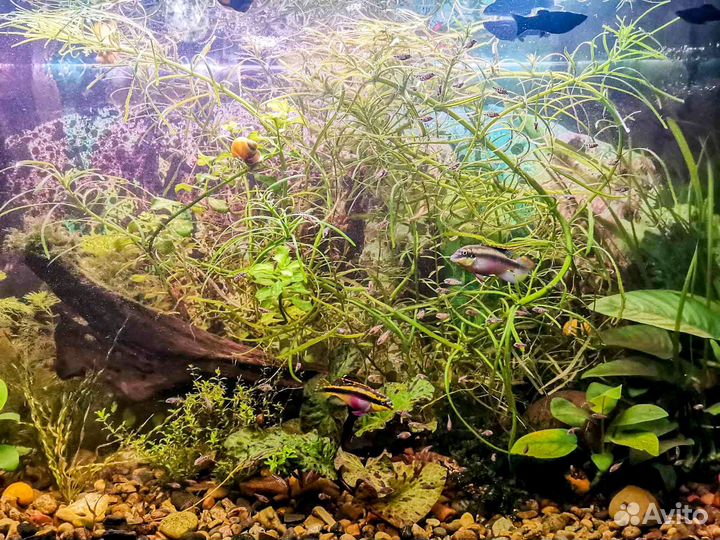 Молодь пельвикахромис пульхер попугайчики гуппи др