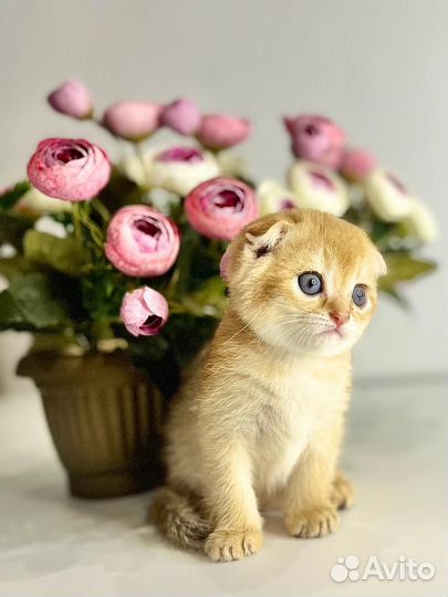 Шотландские вислоухие котята золотые