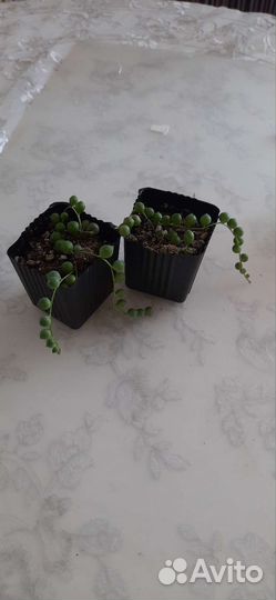 Суккуленты эхеверия