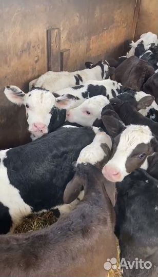 Телята бычки