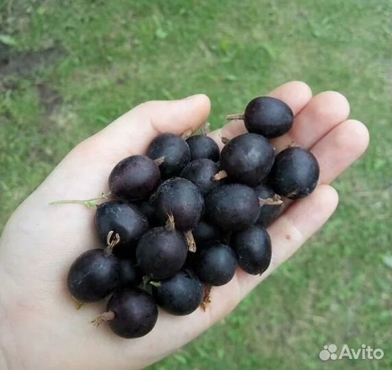 Кустарник йошта