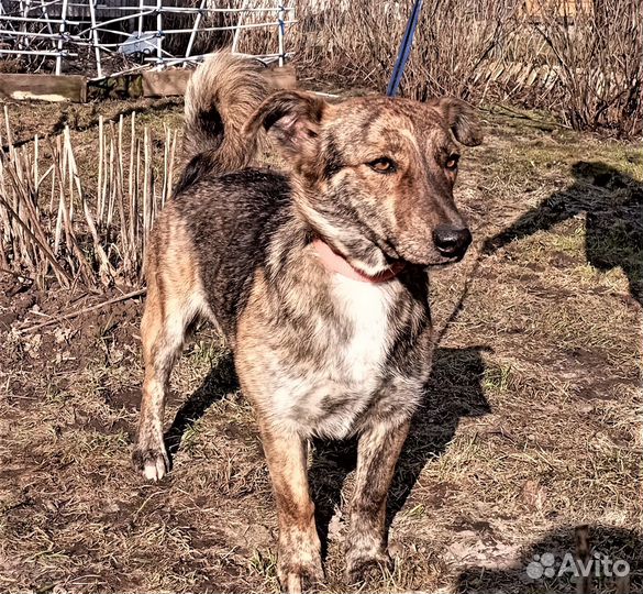 Милая, маленькая (40 см) Лина ищет дом