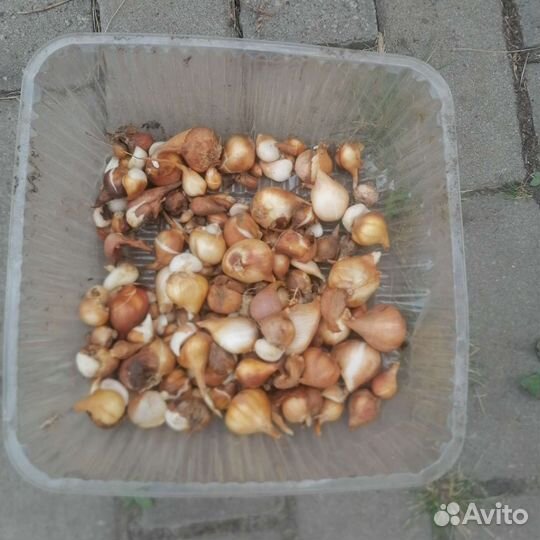 Луковицы тюльпанов