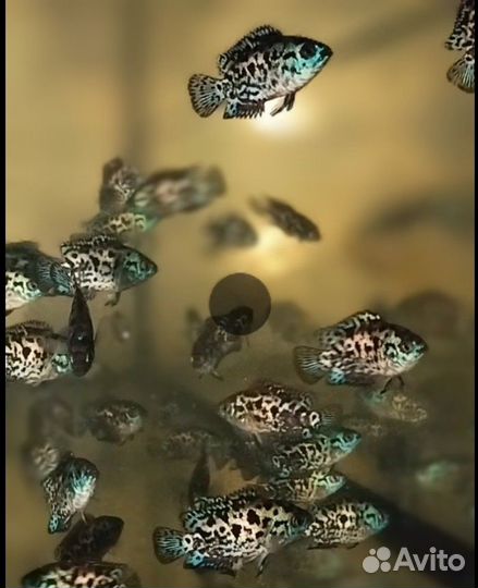 Цихлазома Блю Демпси