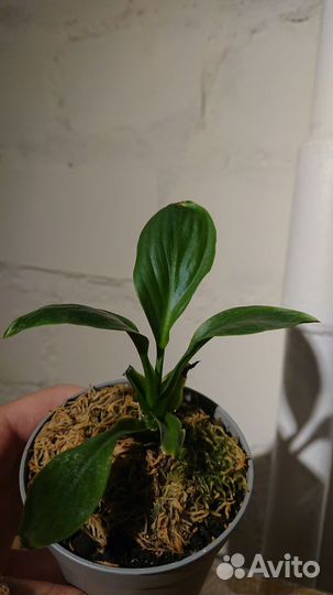 Спатифиллум сенсация