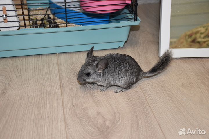 Шиншилла