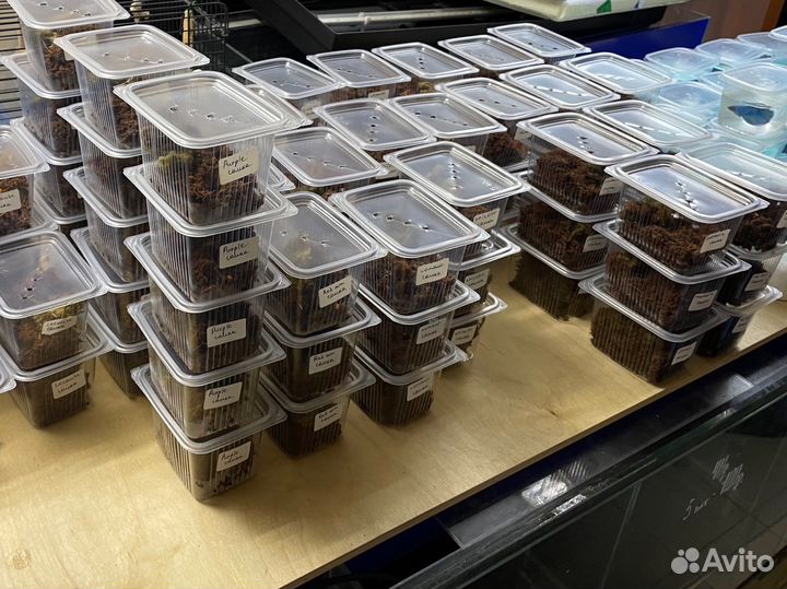 Краб Вампир (Самки в наличии) большая поставка