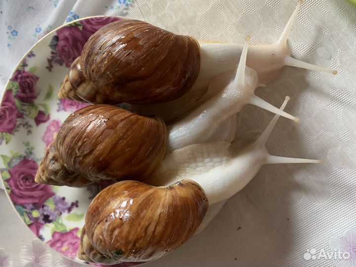 Домашние питомцы улитки ахатины