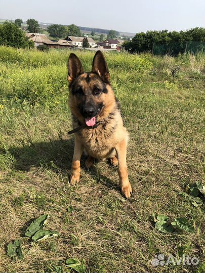 Немецкая овчарка вязка кобель