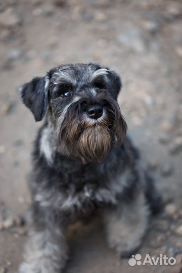 Девчушка цвергшнауцер