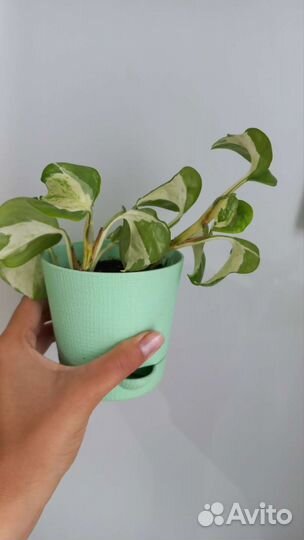 Сциндапсус, эпипремнум марбел apple