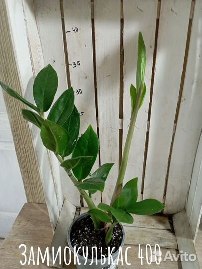Комнатные цветы растение Замиокулькас долларовое д