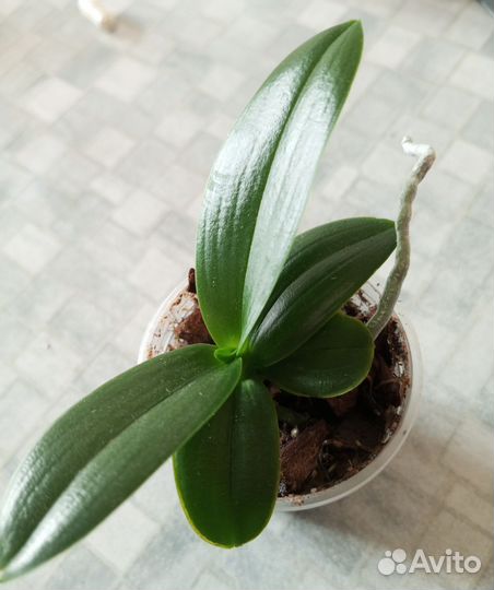 Орхидея мини