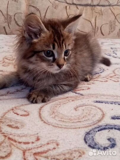 Отдам бесплатно