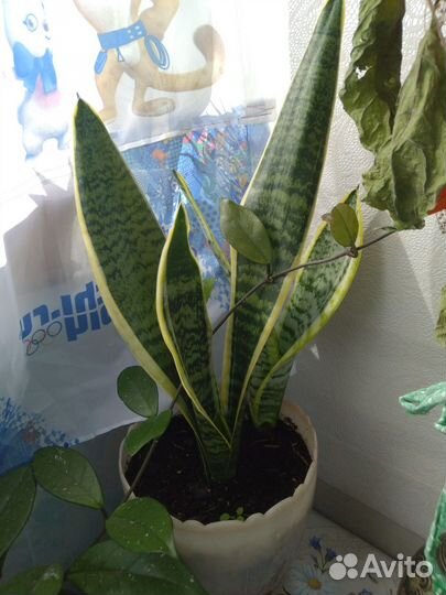 Сансевиерия 2 горшка