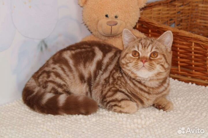 Британский котик циннамон мраморный