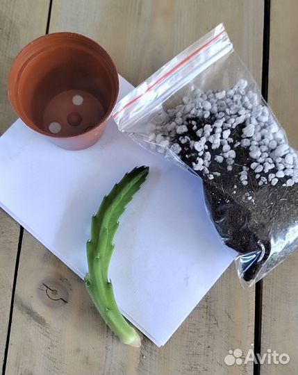 Стапелия Грандифлора.Набор для самост. укоренения