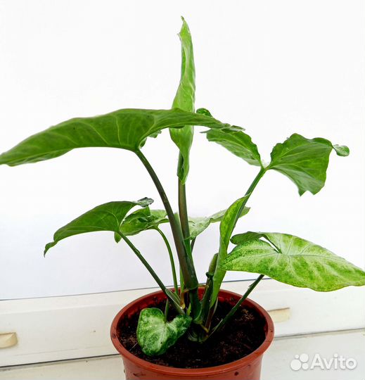 Сингониум ножколистный