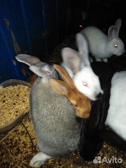 Кролики мясные 3 мес, 6 мес