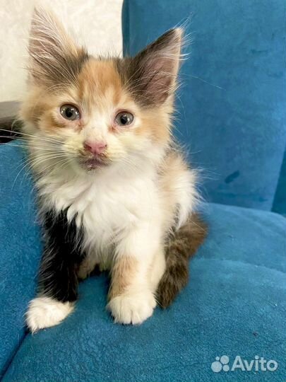 Котенок в добрые руки