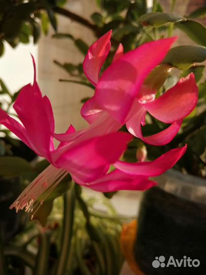 Декабристов