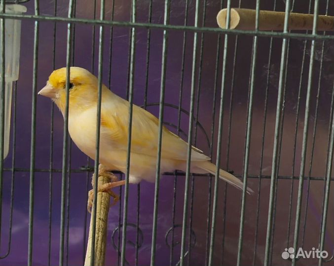 Кенара и канарейки