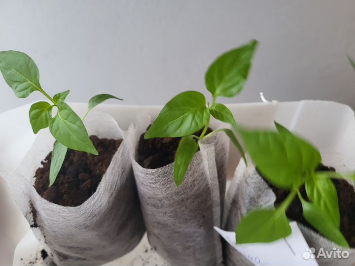 Рассада помидор, перцев, огурцов