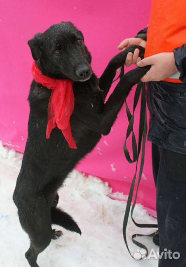 Бывшедомашней Монике страшно в приюте