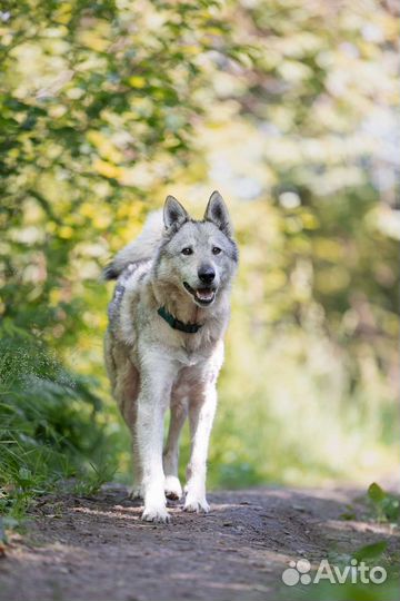 Метис лайки в добрые руки