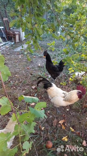 Черный петух