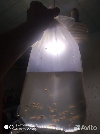 Аквариумные рыбки