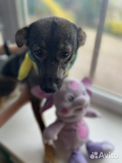 Галя молодая стерилизованная мелкая