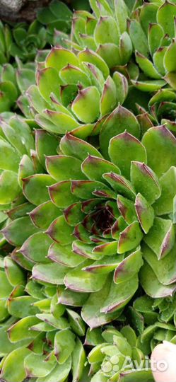 Каменная роза, молодило, суккуленты