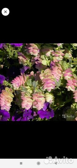 Саженцы Душица Кент Бьюти