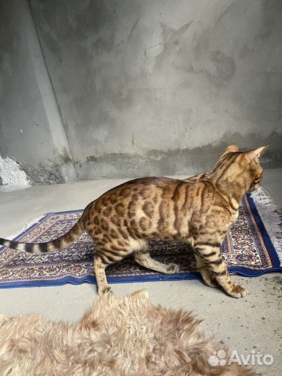 Бенгальская леопардовая кошка, мальчик