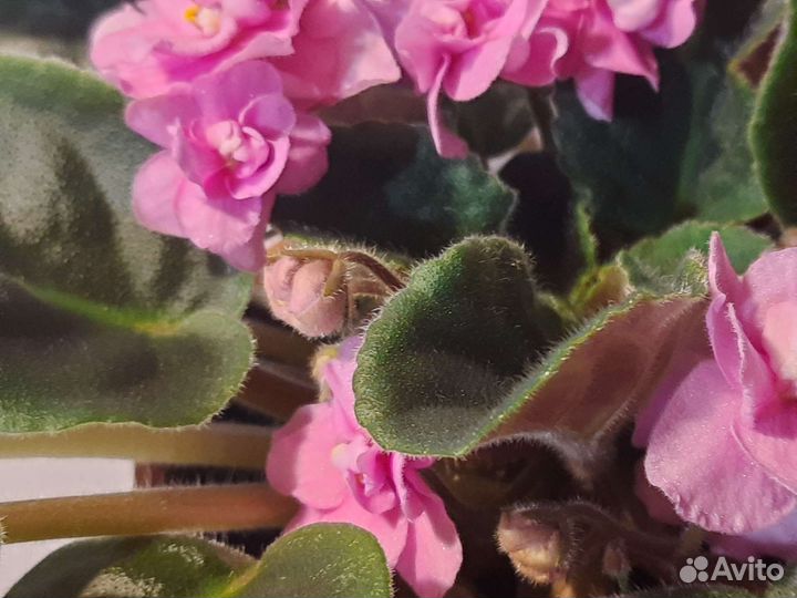 Фиалка в горшках