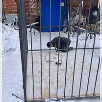 Вольер для собаки, Омск