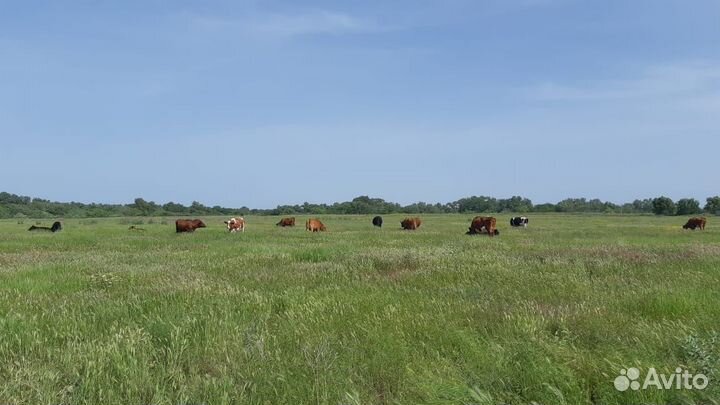 Коровы дойные молочные