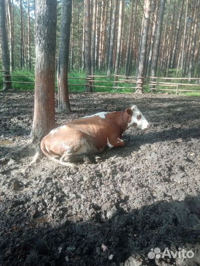 Животные коровы бык