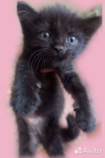 Котята в добрые руки бесплатно