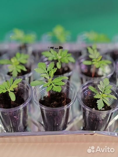 Рассада бархатцев